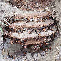 地中のオオスズメバチの巣