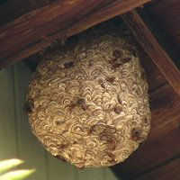 軒下に作られたキイロスズメバチの巣