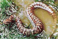 日本の毒蛇 マムシ