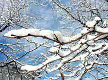 スノーシューと雪の風景／ネイチャーウォッチング