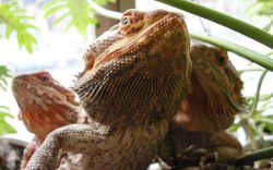 爬虫類カフェ／放し飼いエリアでは爬虫類と触れ合えます。横浜亜熱帯茶館
