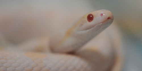 【ペット蛇】ペットで飼いやすいヘビ トップ３／アウトドア趣味に関する総合情報サイト