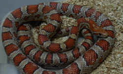 【ペット蛇】コーンスネーク　ノーマル。最もスタンダードなコーンスネークです／ペットで飼いやすいヘビ トップ３