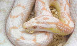 ペット蛇／コーンスネーク　スノー／ペットで飼いやすいヘビ トップ３