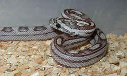 【ペット蛇】コーンスネーク　アネリスリスティック。赤色色素が欠損した品種です／ペットで飼いやすいヘビ トップ３