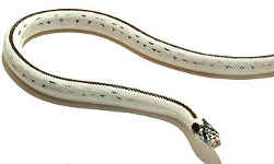 【ペット蛇】カリフォルニアキングスネーク　90%ハイホワイト。黒色色素が欠損したアルビノで、カリキンの中でも人気の品種です。／ペットで飼いやすいヘビ トップ３