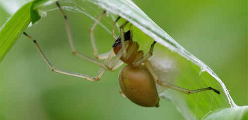 黄色い蜘蛛といえばカバキコマチグモも有名ですが、一般にはあまり見かけない。