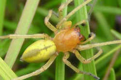 黄色い蜘蛛／カバキコマチグモ