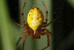 黄色い蜘蛛／ムツボシオニグモ