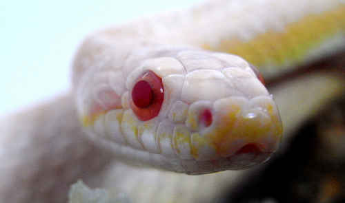蛇（へび）に関する総合情報～毒蛇・ヘビカフェ・夢占い・映画とヘビ／世界の蛇 大集合