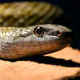 日本に生息する蛇・アオダイショウ／蛇（へび）の話題　総合情報