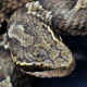 日本の毒蛇の毒性比較・マムシ／蛇（へび）の話題　総合情報