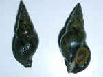 イソニナ／日本の貝・磯の潮だまりの貝（貝の種類）