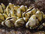 カメノテ／日本の貝・磯の潮だまりの貝（貝の種類）