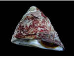 バテイラ（しったか貝）／日本の貝・浅い海の岩場にいる貝（貝の種類）