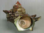 サザエ／日本の貝・浅い海の岩場にいる貝（貝の種類）