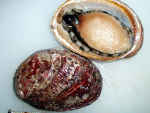 サザエ／日本の貝・浅い海の岩場にいる貝（貝の種類）