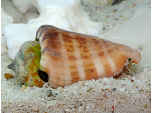 マガキガイ／日本の貝・浅い海の岩場にいる貝（貝の種類）