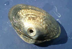 ツメタガイに捕食されたアサリの貝殻／貝殻に開いた穴の秘密を探る