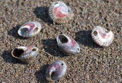 ツメタガイに捕食されたイボキサゴ（巻貝）／貝殻に開いた穴の秘密を探る