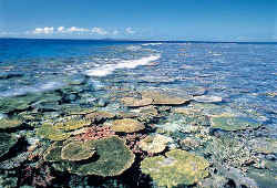 八重干瀬（やびじ）／宮古島の超人気おすすめスポット～沖縄の離島で過ごす癒しの時間