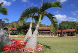 宮古島市熱帯植物園／宮古島の超人気おすすめスポット～沖縄の離島で過ごす癒しの時間
