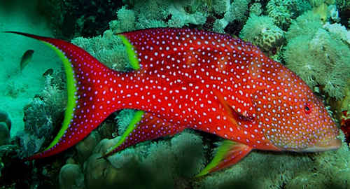 サンゴ礁を泳ぐバラハタの成魚。シガテラ毒を持つことがあり危険です。／有毒魚バラハタ～シガテラ毒を持つ危険な魚