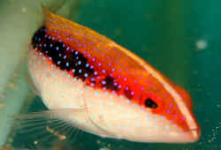 バラハタの幼魚／有毒魚バラハタ～シガテラ毒を持つ危険な魚