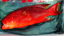 築地市場で販売されたバラハタ／有毒魚バラハタ～シガテラ毒を持つ危険な魚