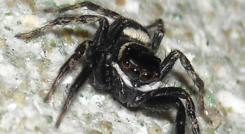 家にいる黒い小さい蜘蛛（くも）／ハエトリグモ