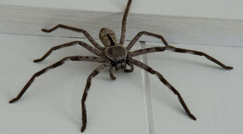 家にいる脚が長い大きな蜘蛛（くも）／アシダカグモ