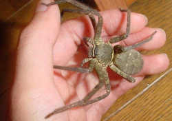 アシダカグモは超大型の手のひらサイズ／家の中にいる徘徊性の蜘蛛