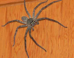 アシダカグモ／家にいる徘徊性の蜘蛛
