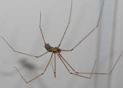 イエユウレイグモ／家にいる造網性の蜘蛛