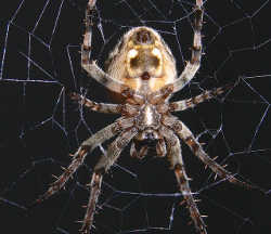 イエオニグモ／家にいる造網性の蜘蛛