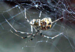 オオヒメグモ／家にいる造網性の蜘蛛