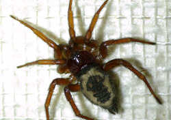ヒラタグモ／家にいる造網性の蜘蛛