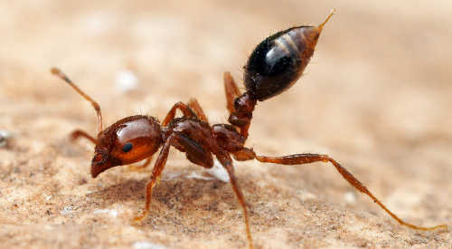 殺人蟻・ヒアリ（火蟻 ひあり）は南米原産の毒アリ。日本では2017年5月に兵庫県で初めて発見されました。