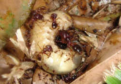 昆虫の幼虫を捕食するヒアリ