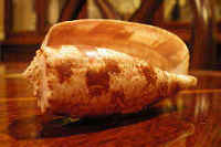 アンボイナガイの貝殻