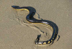 セグロウミヘビ