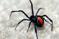 猛毒をもつ日本の毒蜘蛛／セアカゴケグモ