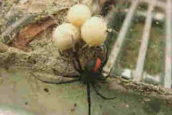 毒蜘蛛・セアカゴケグモと卵