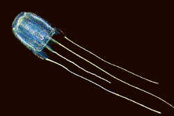 猛毒の毒クラゲ／アンドンクラゲ。電気クラゲとも呼ばれます。