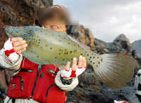 釣り上げたソウシハギ／釣りの醍醐味は味わえるが食べると危険