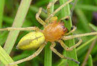 カバキコマチグモ／日本の蜘蛛の種類