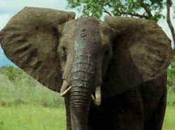 アフリカゾウ／世界最大の生物