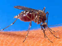 カ（蚊）／世界の危険な虫