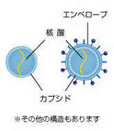 ウイルスの構造／感染症の病原体