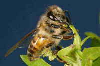 キラービー（アフリカミツバチ）／世界の危険な虫